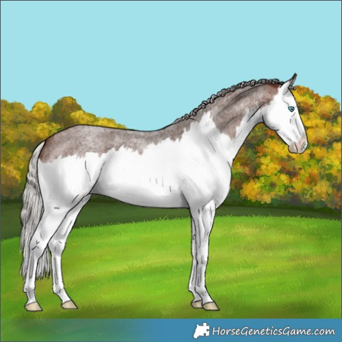 Horse Color:White Spotted Silver Brown Roan Splash Appaloosa 