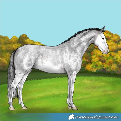 Horse Color:Brown Roan Sabino Splash 