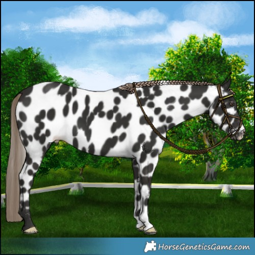 Horse Color:Liver Chestnut Appaloosa 