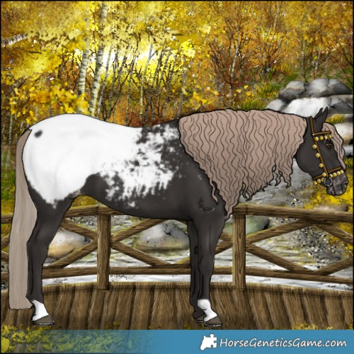 Horse Color:Liver Chestnut Near Fewspot
