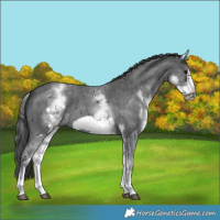 Horse Color:White Spotted Black Sabino Frame 