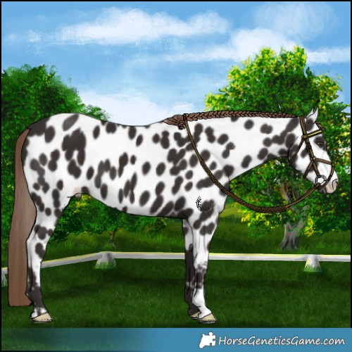 Horse Color:Liver Chestnut Appaloosa
