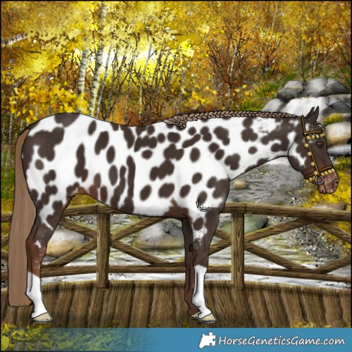 Horse Color:Liver Chestnut Near Leopard 