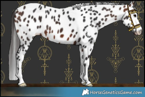 Horse Color:Bay Leopard 