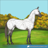 Horse Color:Grullo Appaloosa 