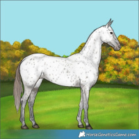 Horse Color:Grullo Near Leopard