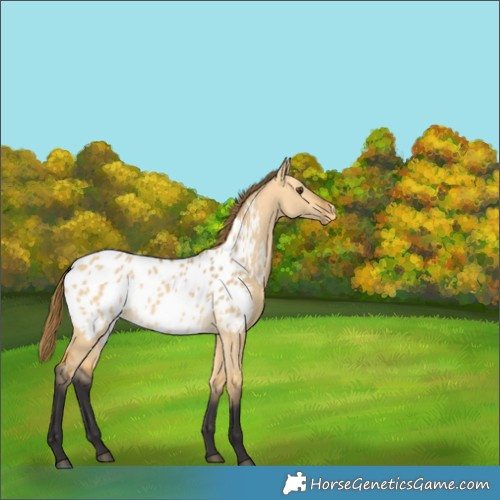 Horse Color:Buckskin Dun Appaloosa 