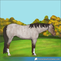 Horse Color:Liver Red Dun Roan Varnish Rabicano 