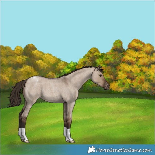 Horse Color:Liver Red Dun Roan Appaloosa 