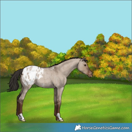 Horse Color:Liver Red Dun Roan Appaloosa 