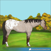 Horse Color:Liver Red Dun Roan Varnish 