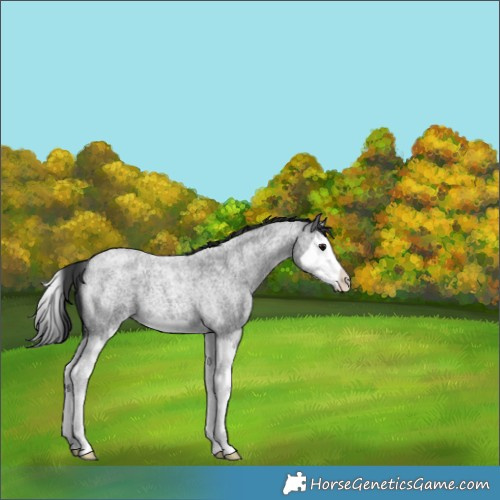 Horse Color:Blue Roan Splash Appaloosa 