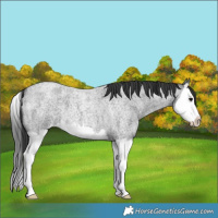 Horse Color:Blue Roan Splash Varnish 