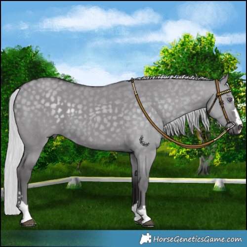 Horse Color:Silver Smoky Grullo Chinchilla