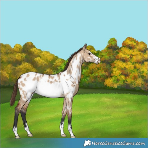 Horse Color:Bay Dun Frame Appaloosa 