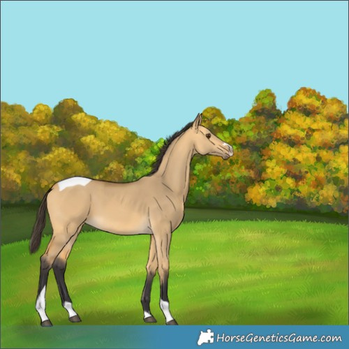 Horse Color:Buckskin Dun Tobiano