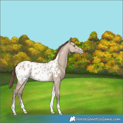 Horse Color:Sable Champagne Dun Sabino Tobiano Appaloosa