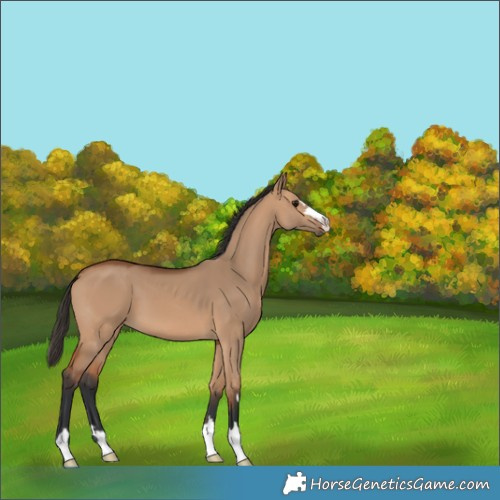 Horse Color:Bay Dun