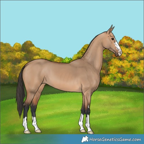 Horse Color:Bay Dun 