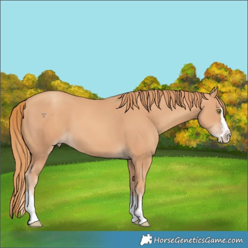 Horse Color:Gold Champagne Splash 