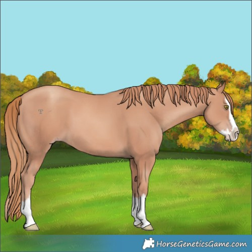 Horse Color:Gold Champagne Splash 