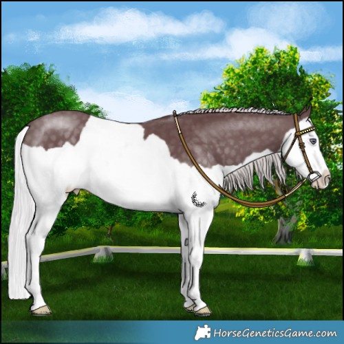 Horse Color:Chocolate Silver Black Chinchilla Splash 