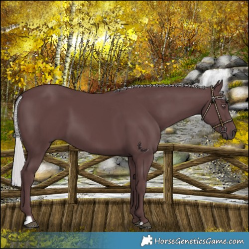 Horse Color:Chocolate Silver Black Chinchilla 