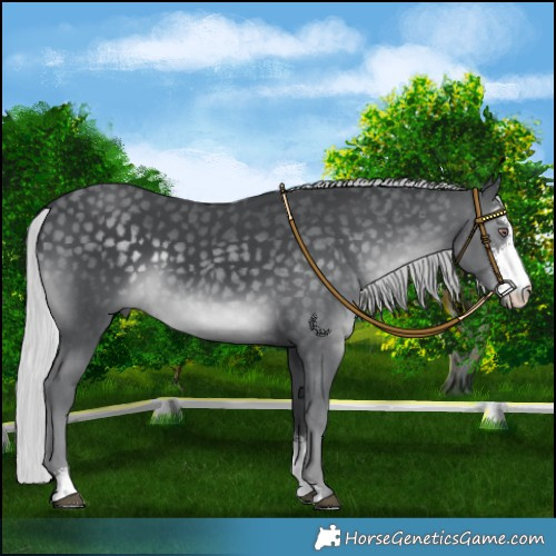 Horse Color:Silver Black Chinchilla Sabino 
