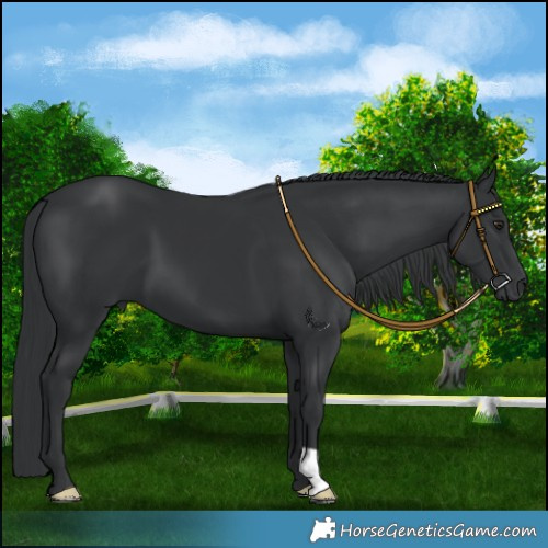 Horse Color:Black Chinchilla 