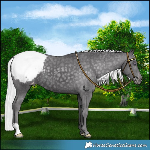 Horse Color:Silver Smoky Black Chinchilla Snowcap 