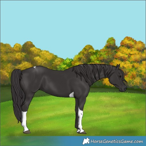 Horse Color:Smoky Black Tobiano