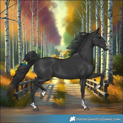 Horse Color:Black 