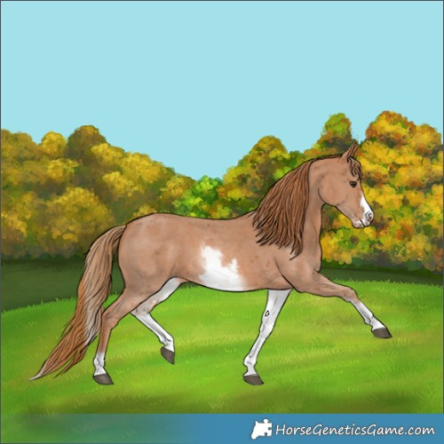 Horse Color:White Spotted Chestnut Sabino Frame 