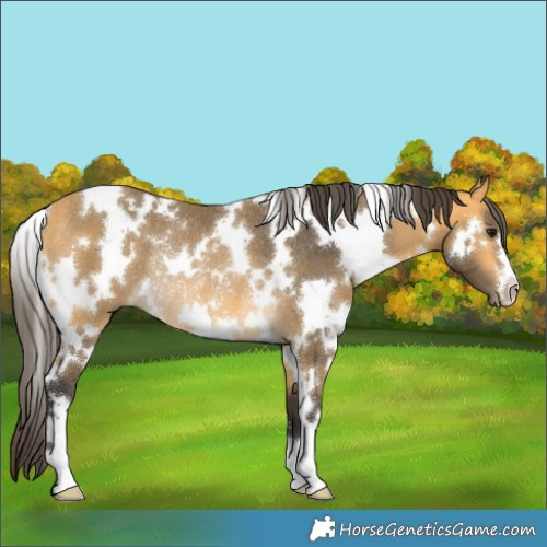 Horse Color:White Spotted Buckskin Rabicano 