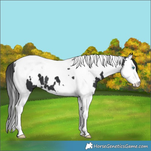 Horse Color:White Spotted Black Splash Tobiano