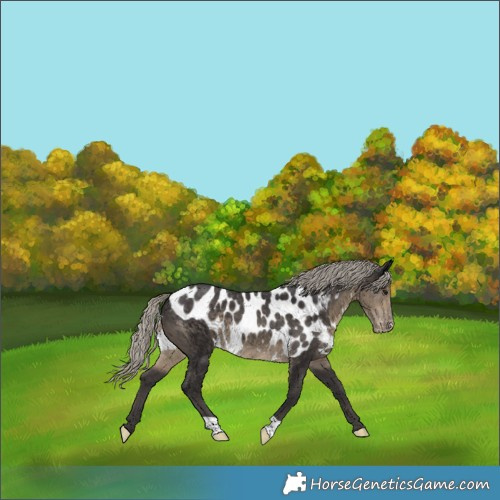 Horse Color:Silver Smoky Black Skewed Appaloosa