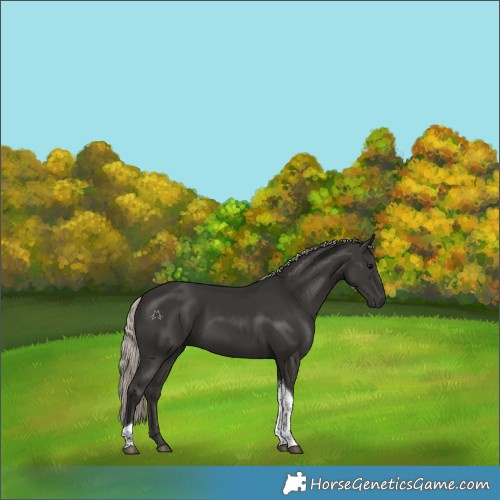 Horse Color:Gray Silver Black Tobiano