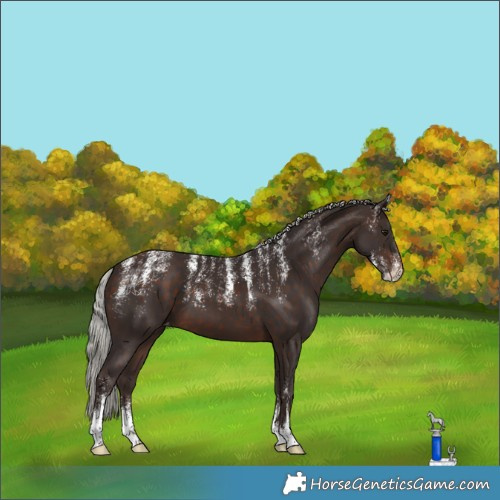 Horse Color:Powder White Silver Brown Skewed Appaloosa 