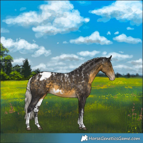 Horse Color:Powder White Silver Buckskin Tobiano Skewed Appaloosa Rabicano