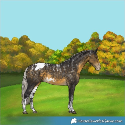 Horse Color:Powder White Silver Buckskin Tobiano Skewed Appaloosa Rabicano 