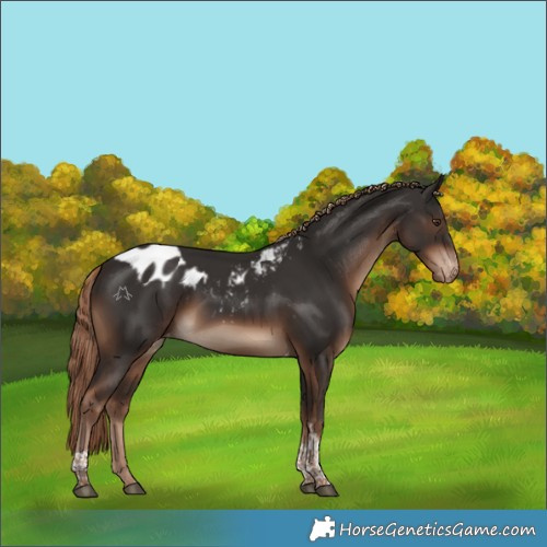 Horse Color:Liver Chestnut Tobiano Skewed Appaloosa