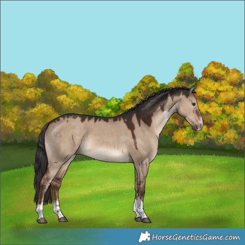 Horse Color:White Spotted Liver Red Dun Tobiano