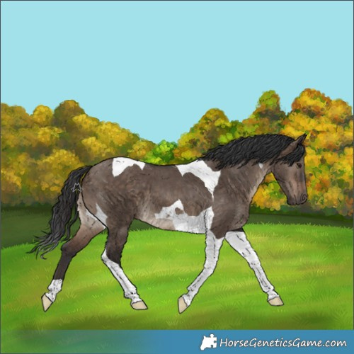 Horse Color:Brown Dun Tobiano 