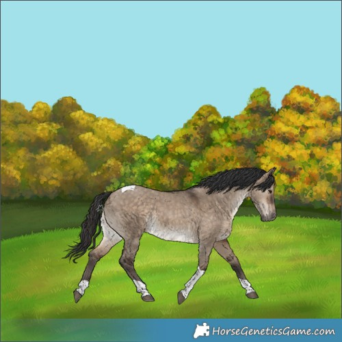 Horse Color:Brown Dun Tobiano 