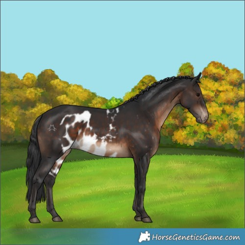 Horse Color:Brown Skewed Appaloosa