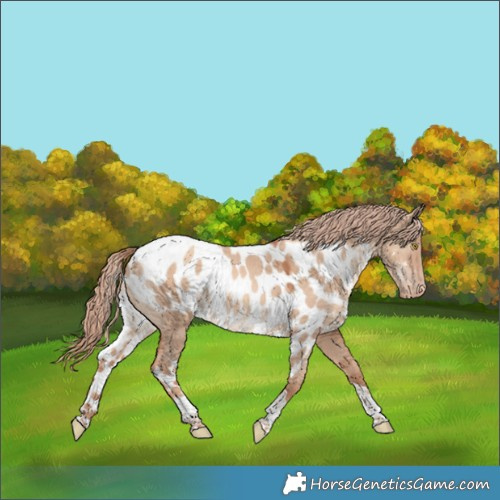 Horse Color:Gold Champagne Dun Tobiano Skewed Appaloosa 