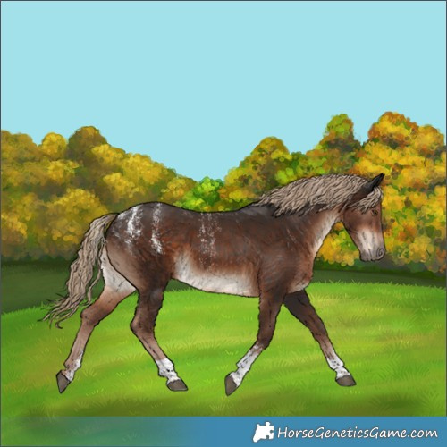 Horse Color:Powder White Liver Chestnut Tobiano Rabicano 