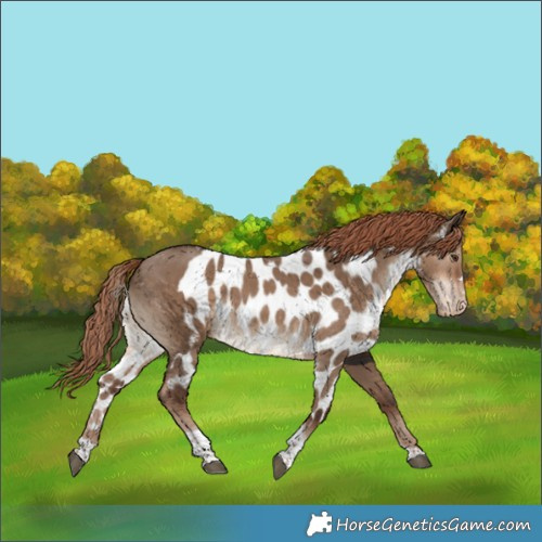 Horse Color:Liver Red Dun Tobiano Skewed Appaloosa