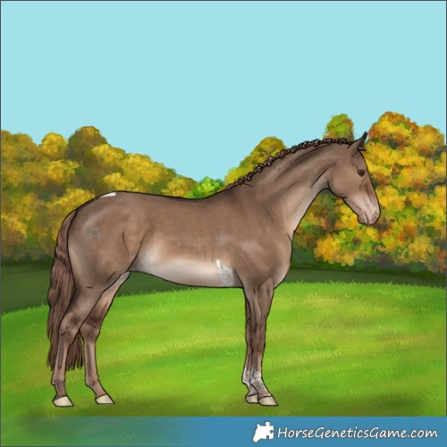Horse Color:Liver Red Dun Tobiano Skewed Appaloosa Rabicano 