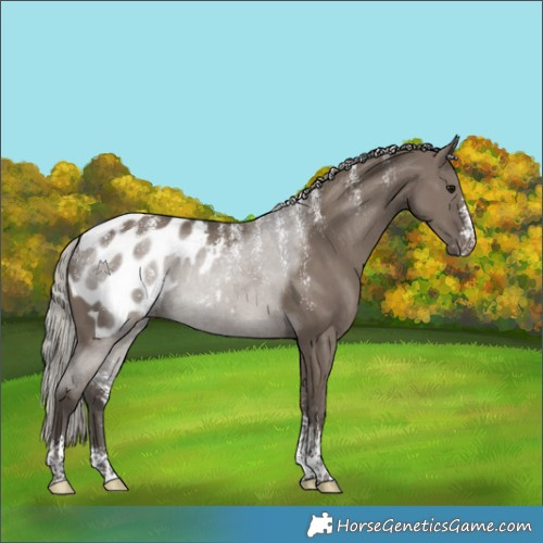 Horse Color:Powder White Silver Grullo Appaloosa 